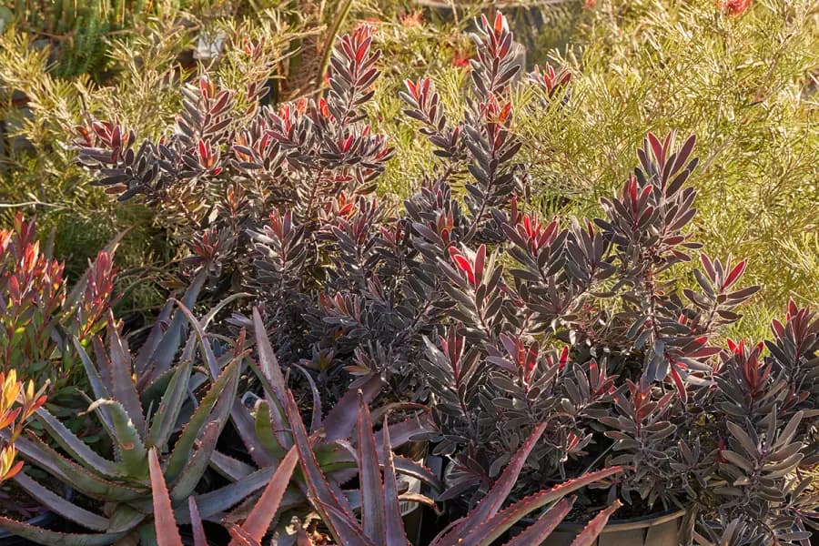 Leucadendrons at Their Loveliest