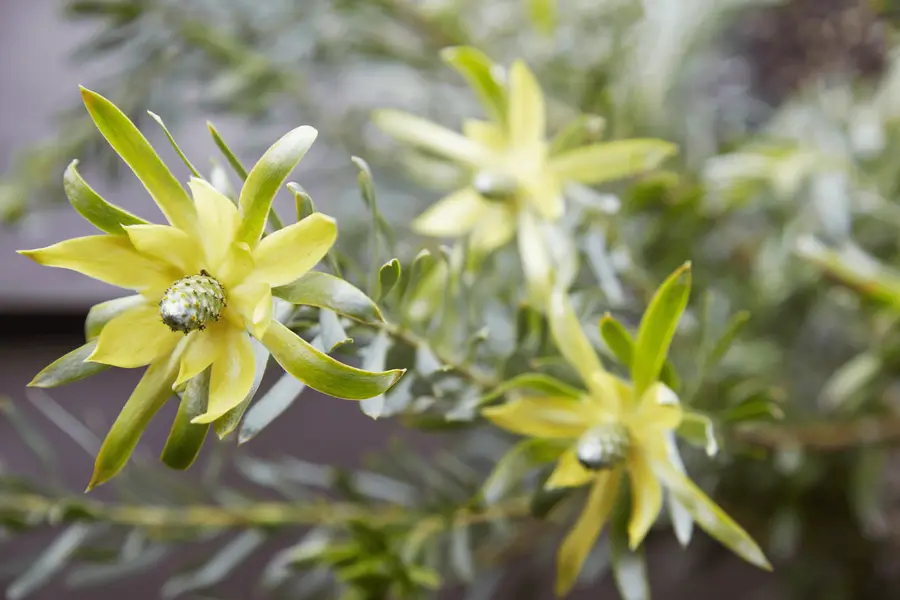 ¡Llévelas adentro! Plantas fáciles para flor de corte