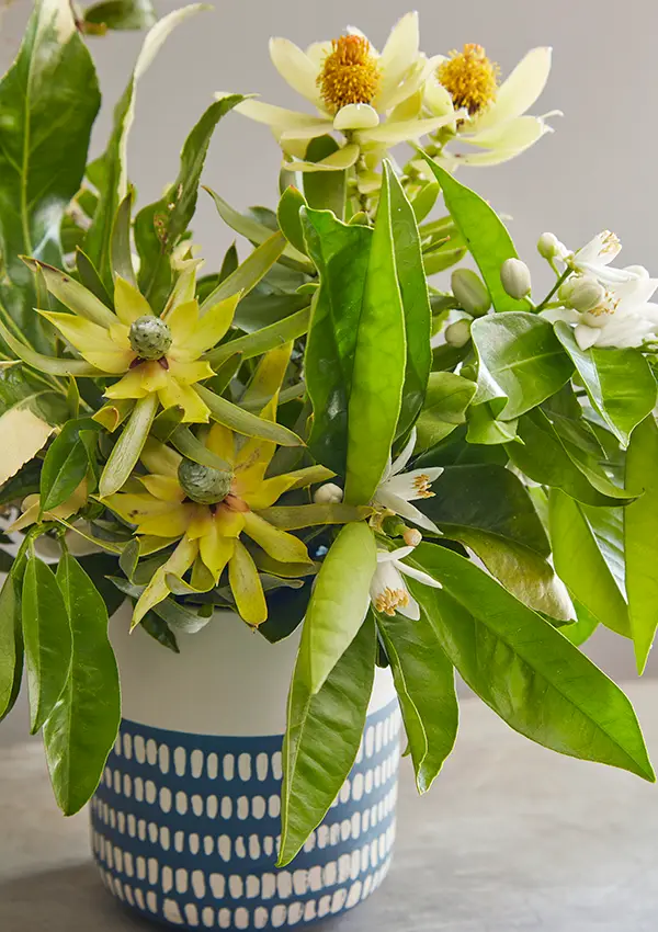 Flora Grubb Gardens: leucadendron para flor de corte
