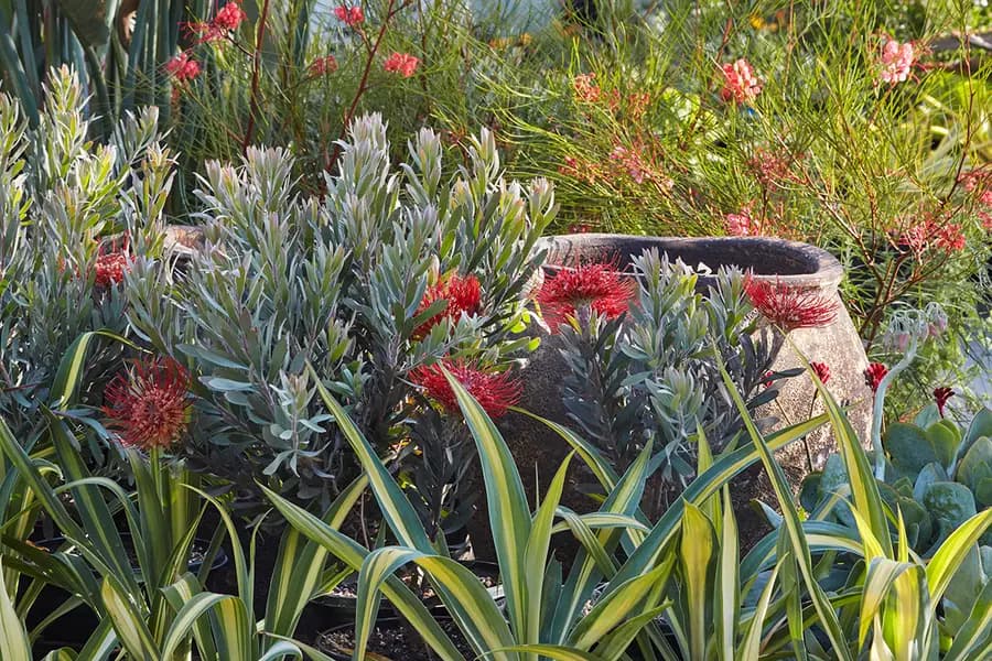 Cómo cuidar las Proteaceae (proteas)