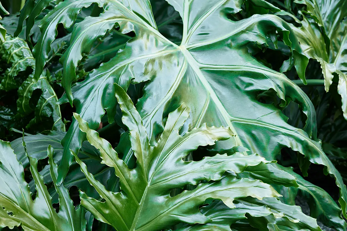 Flora Grubb Gardens: frondoso Philodendron selloum para un paisajismo de estilo tropical