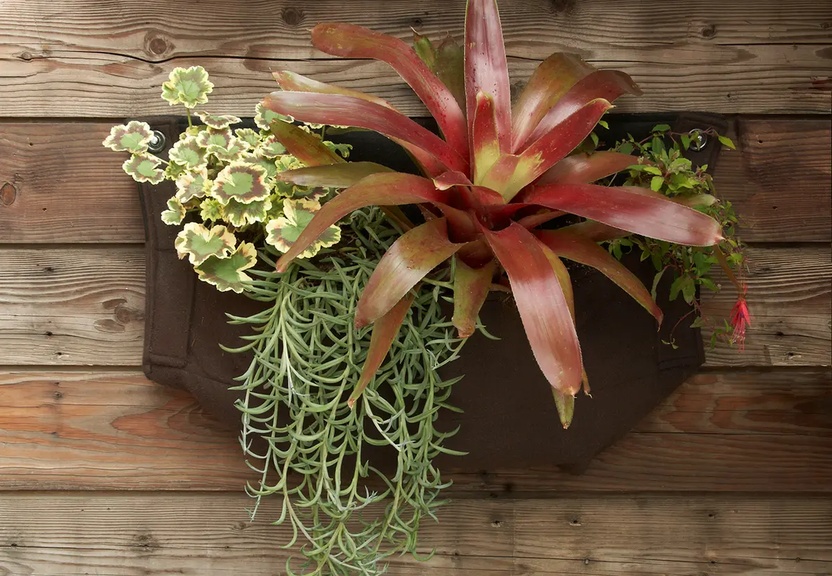 Desde la izquierda: Pelargonium ‘Mrs. Pollack’, Senecio ‘Fishhooks’, Neoregelia ‘Fireball’ y Fuchsia ‘Campo Molino’