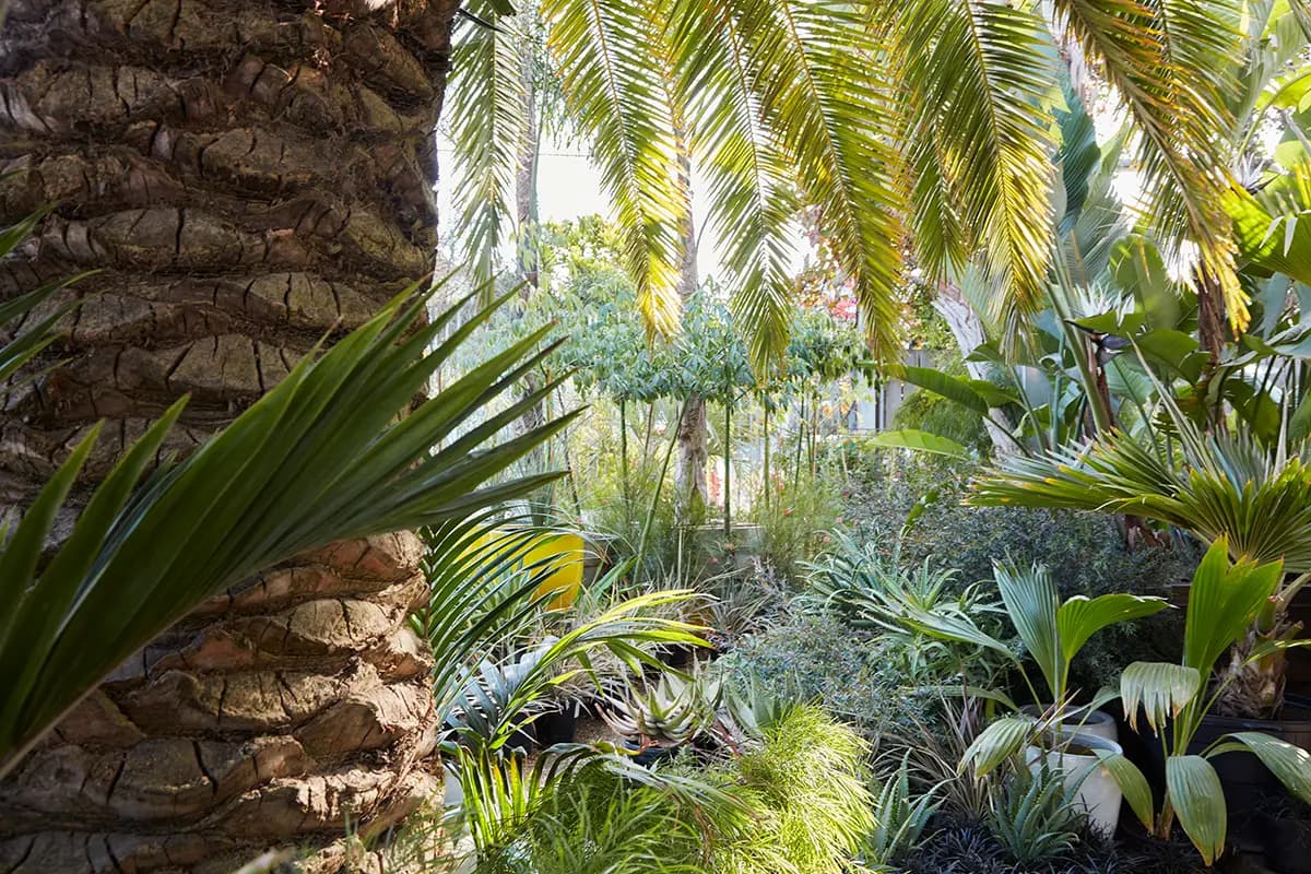 Flora Grubb Gardens: palmas y otras plantas tropicales para el paisajismo del Área de la Bahía