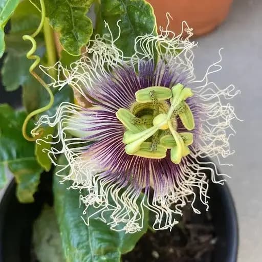 The Otherworldly Passiflora (Passion Flower)