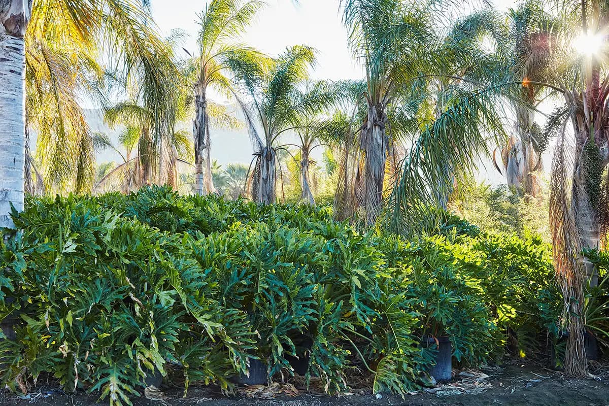 Flora Grubb Gardens: Philodendron selloum, planta tropical cultivada en California para nuestro vivero de San Francisco