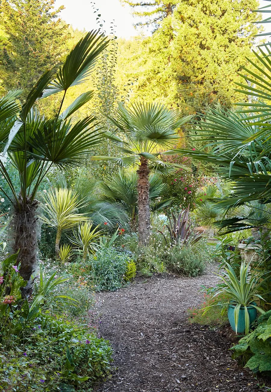 Trachycarpus fortunei 'Wagnerianus' (izquierda) y Trachycarpus takil (centro) (foto de Caitlin Atkinson)