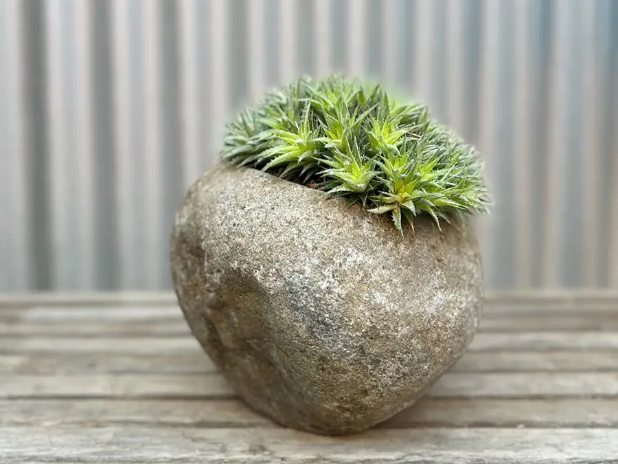 Deuterochonia en una maceta de roca en Flora Grubb, hecha en nuestra mesa de trasplante