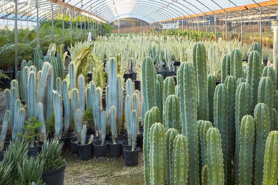 Las antiguas maravillas del cactus San Pedro