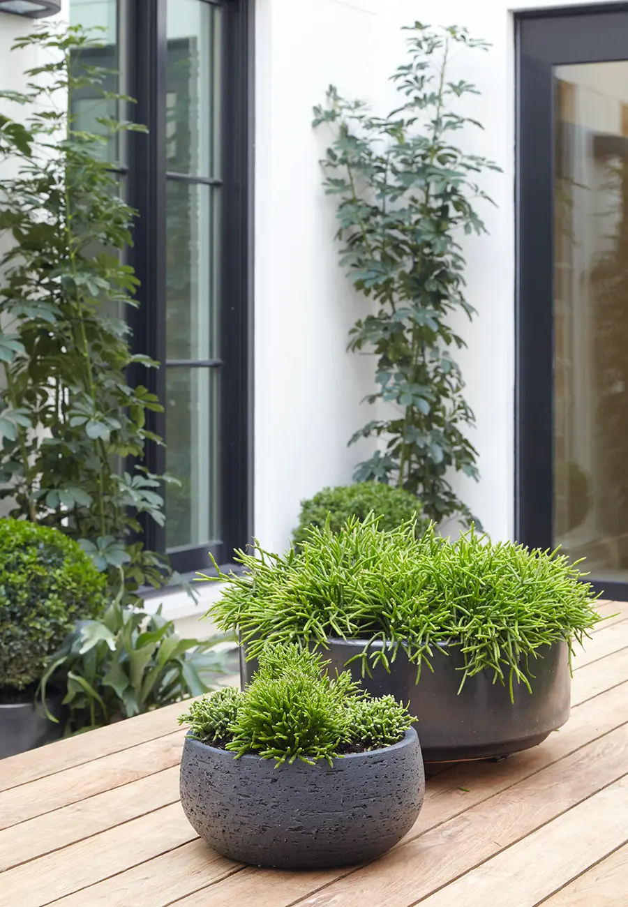 Rhipsalis y Schefflera arboricola (dwarf umbrella tree) en maceta