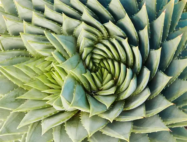 The Magical Spiral Aloe Plant at Flora Grubb SF!