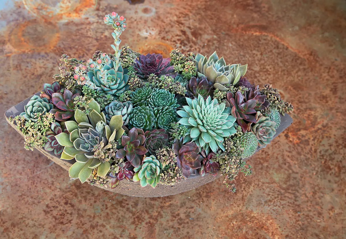 Los sempervivums son excelentes para composiciones en maceta.