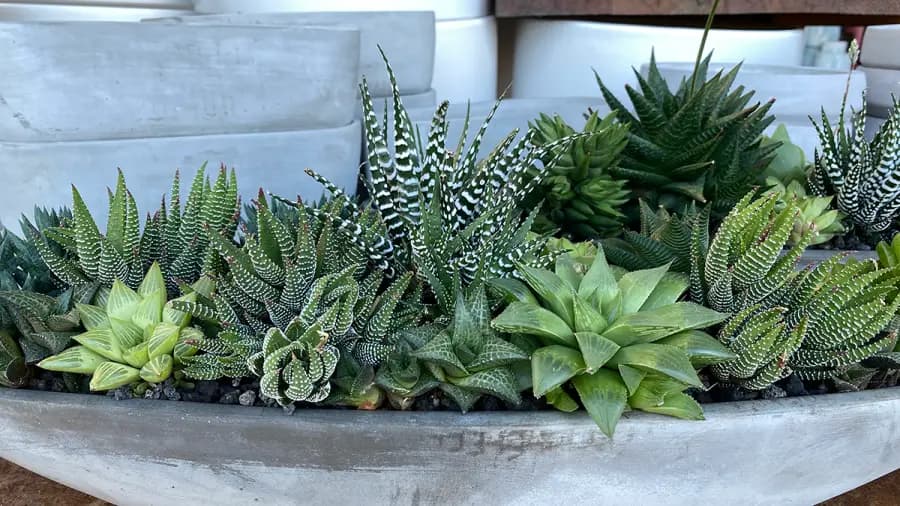 Haworthias indestructibles: minisuculentas para interior o exterior