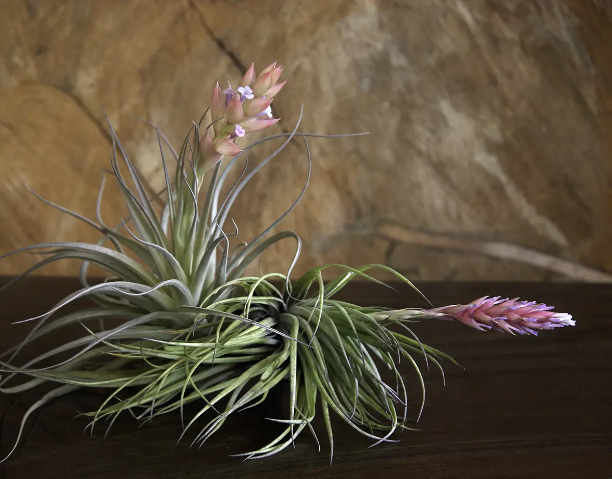 Flora Grubb Gardens: tillandsia en flor