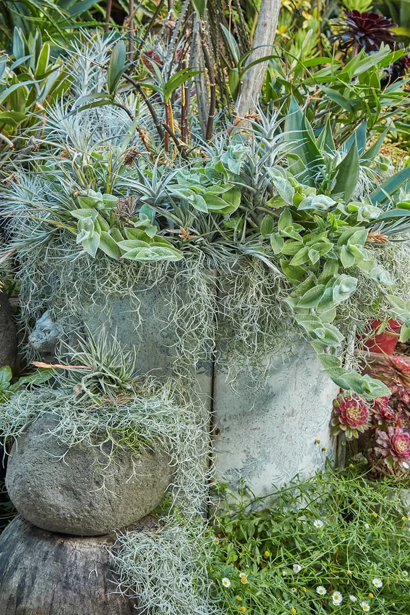 Flora Grubb Gardens: air plants de tillandsia y Spanish moss en un jardín de macetas