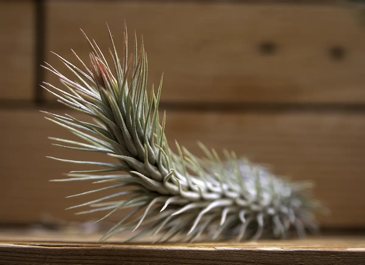 Flora Grubb Gardens: tillandsia con flor roja