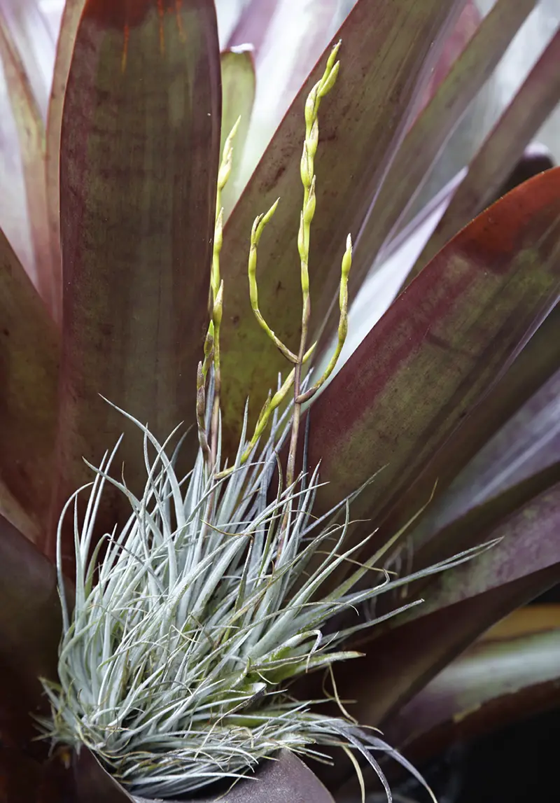 Flora Grubb Gardens: tillandsia con bromelia