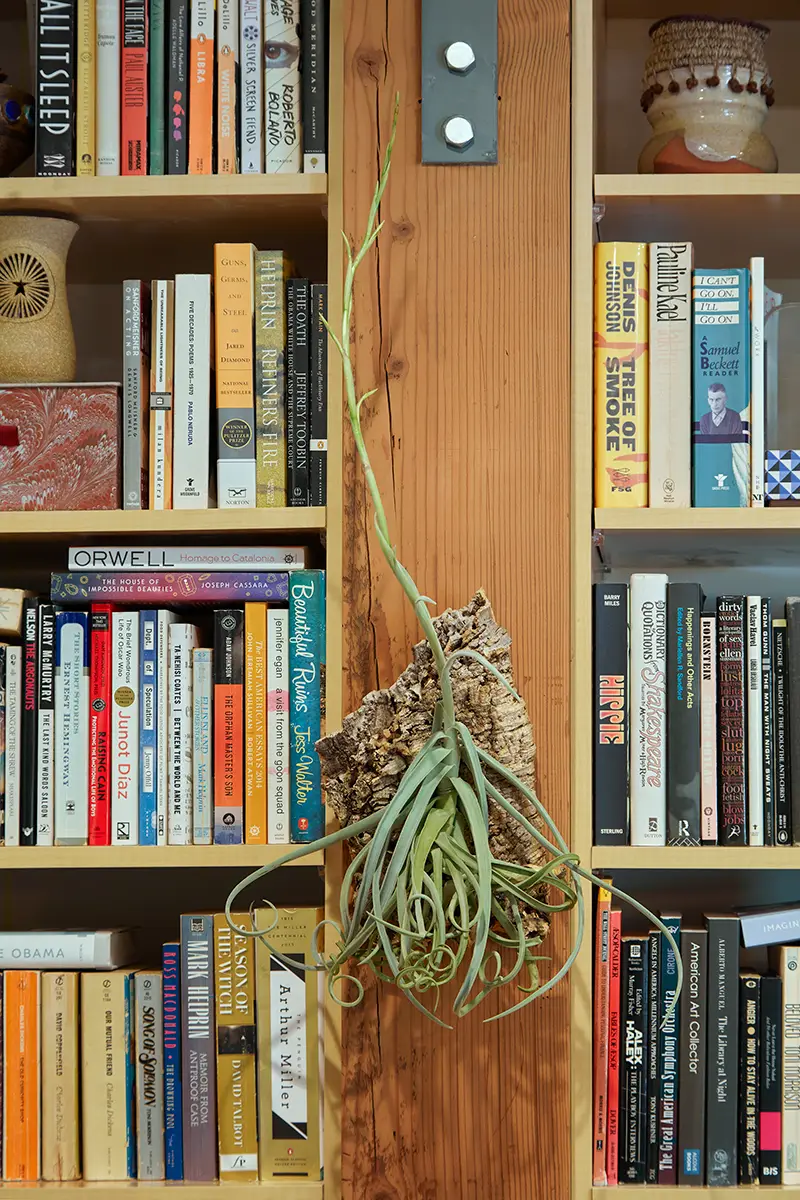 Flora Grubb Gardens: tillandsias para regalar en San Valentín