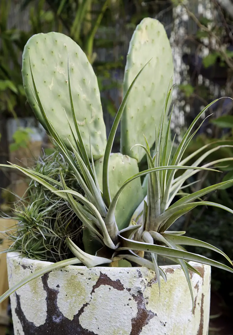 Flora Grubb Gardens: tillandsias con cactus en una maceta antigua con musgo