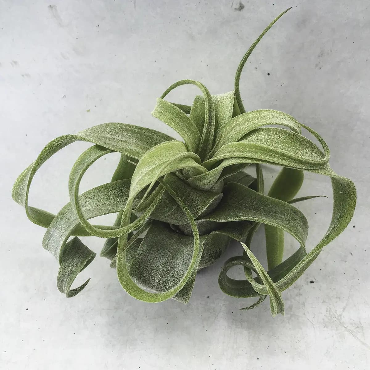 Flora Grubb Gardens: ejemplar de tillandsia, planta de aire