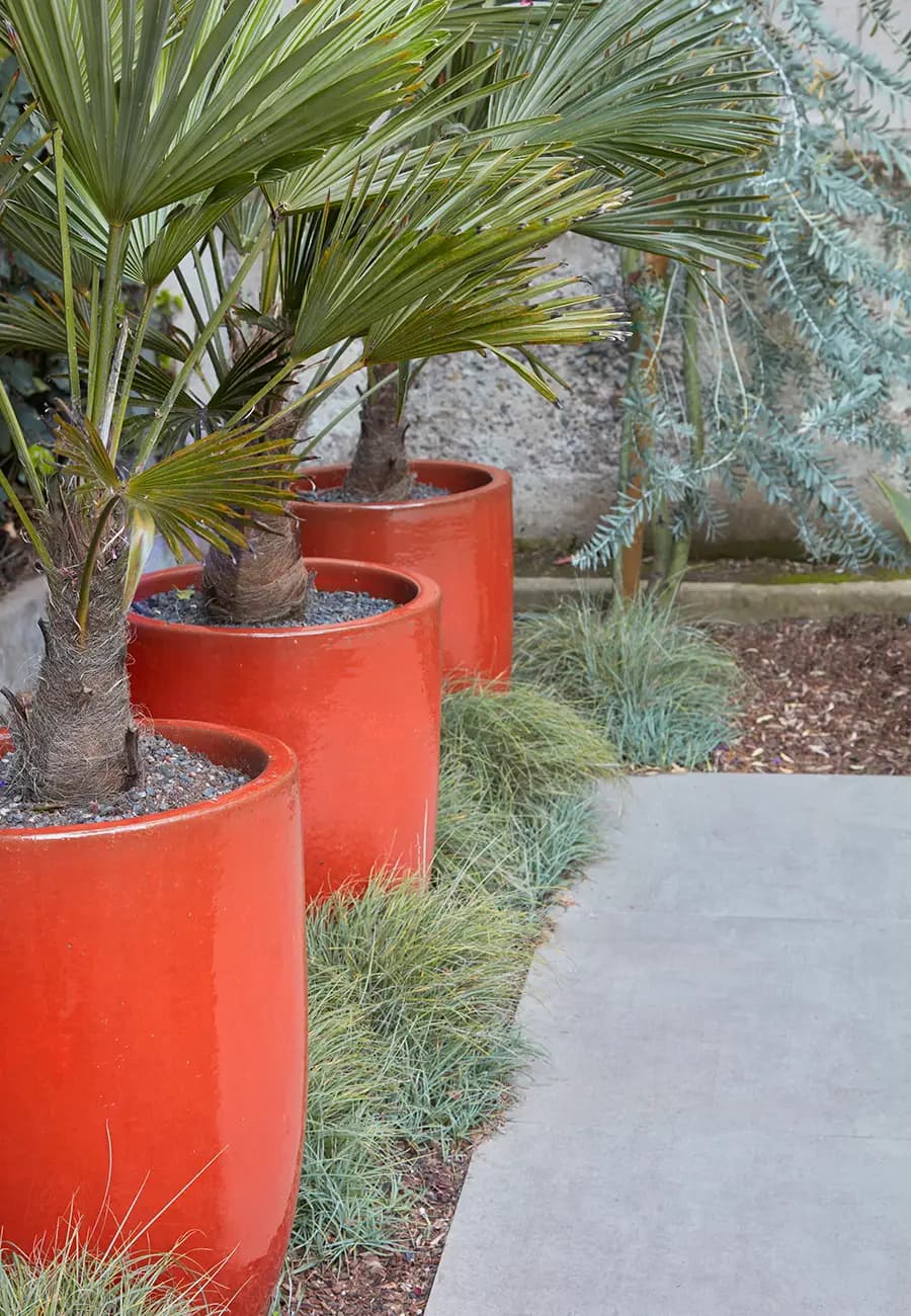 Trachycarpus wagnerianus (en macetas naranjas)