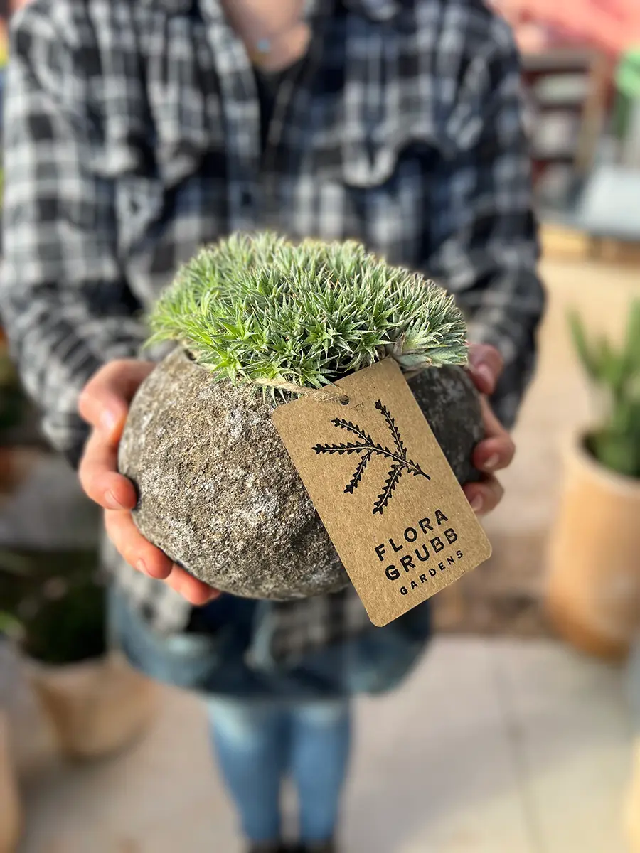 Deuterocohnia brevifolia, a Rare Treasure for Your Collection