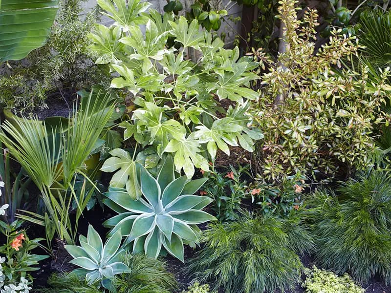 Flora Grubb Gardens: follaje variegado para corte