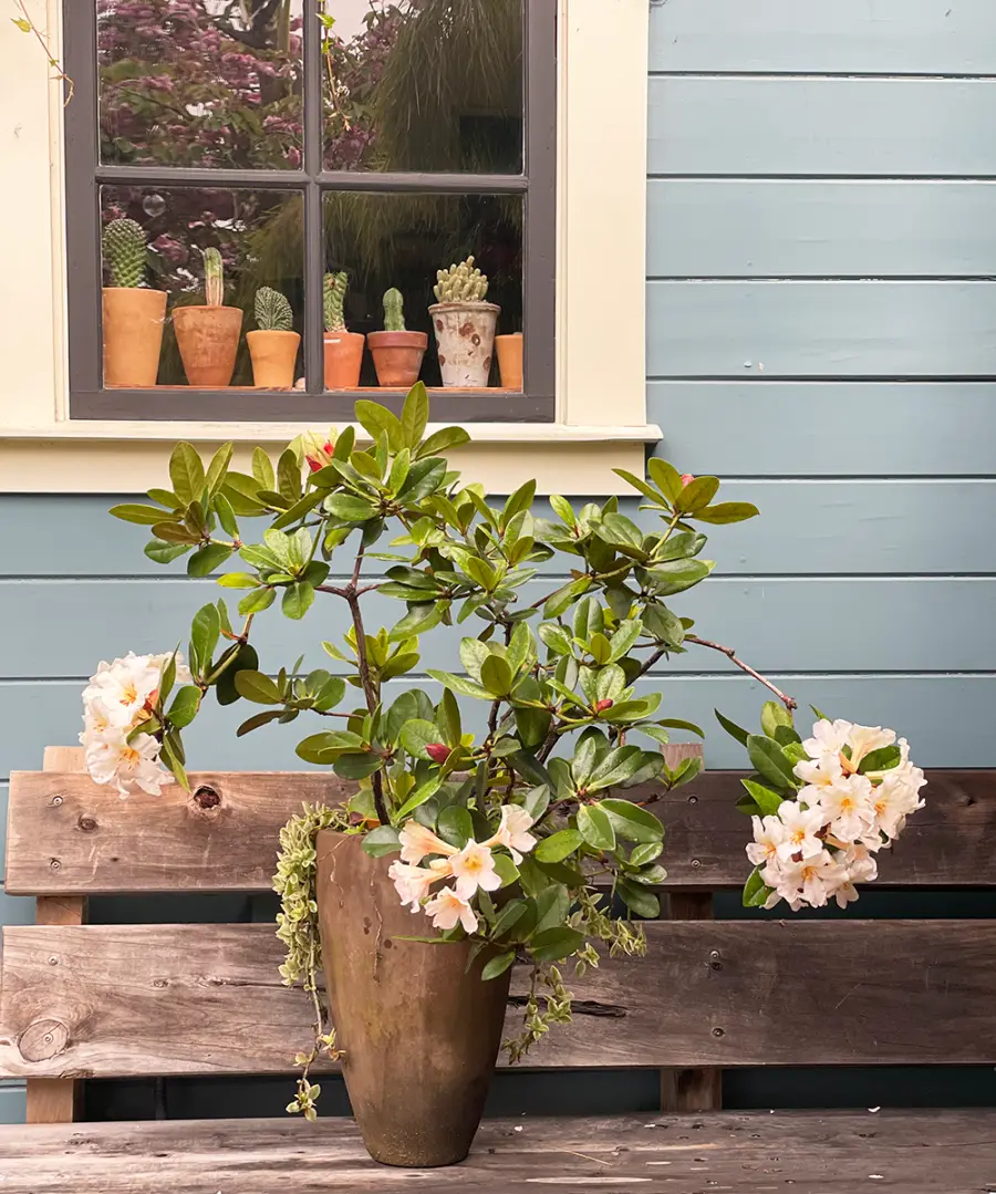 Cómo cultivar rododendros vireya en la costa de California