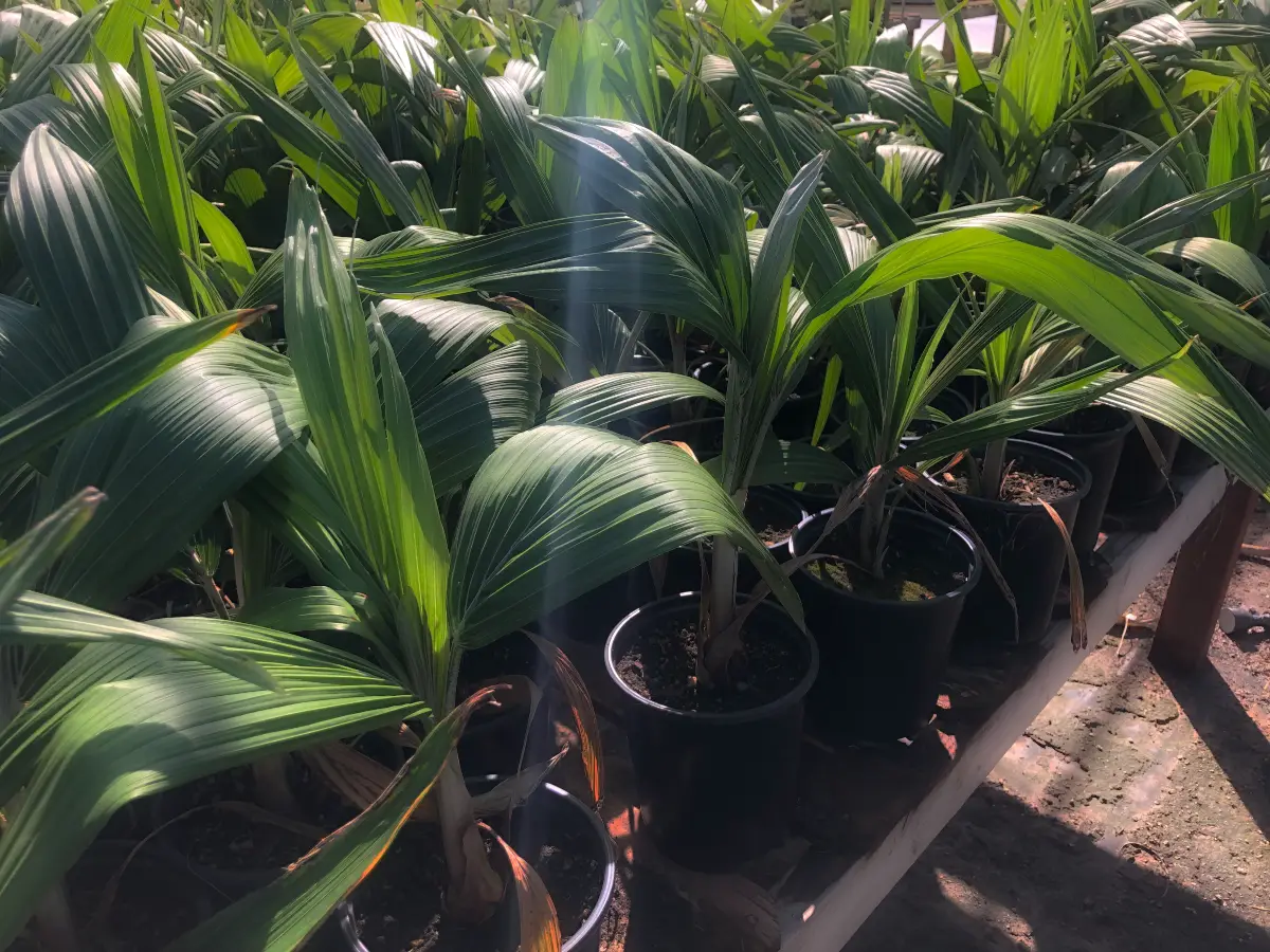 A crop of young Andean wax palms in production at Grubb & Nadler