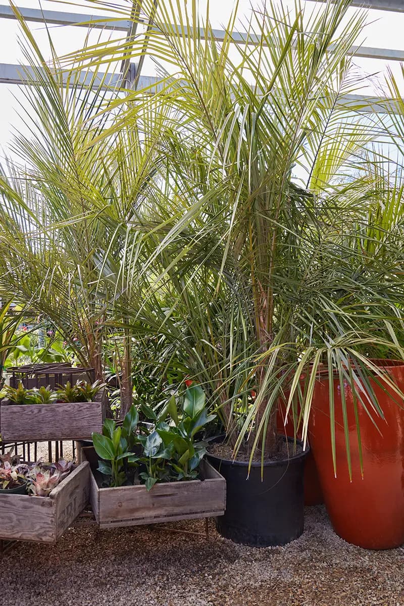 Parajubaea sunkha at our San Francisco plant store, Flora Grubb Gardens