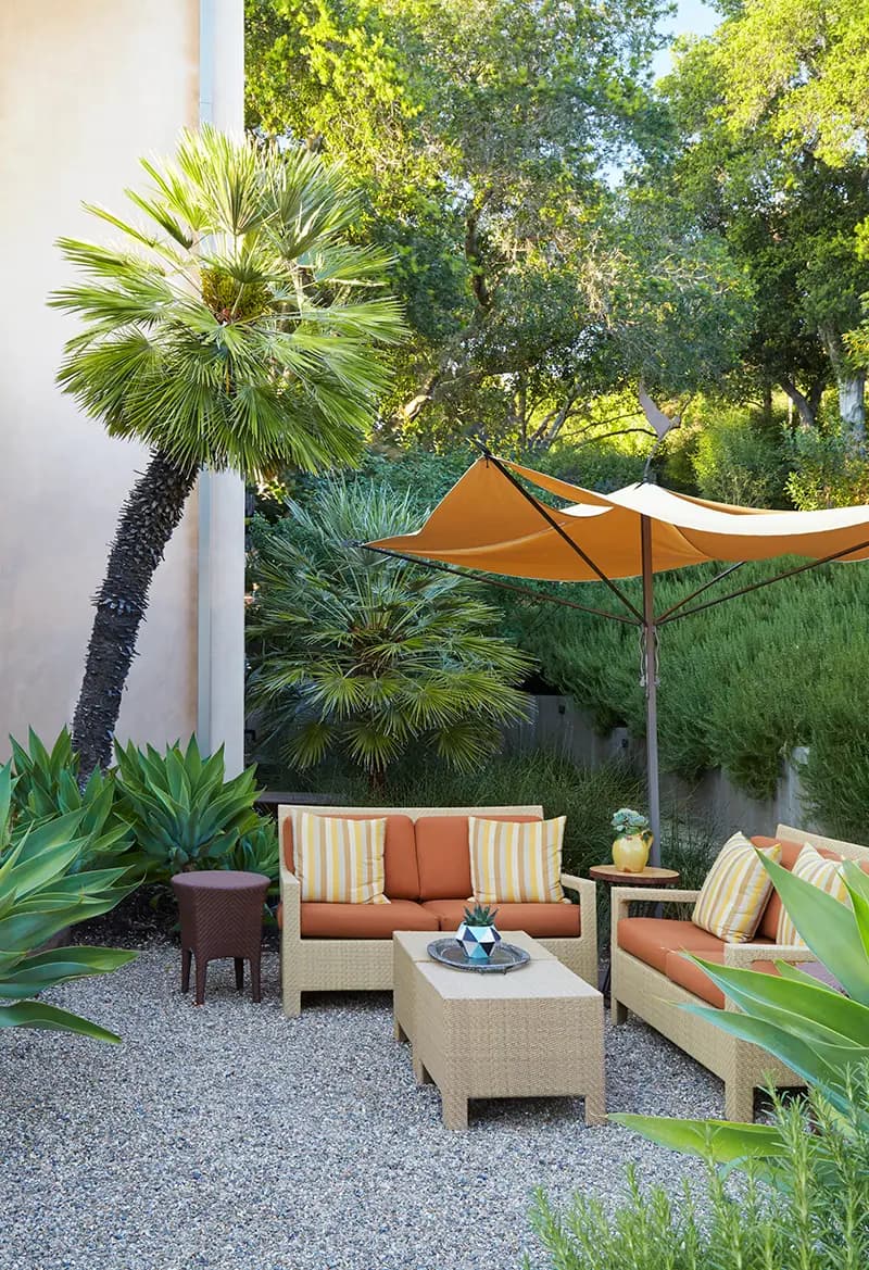 Chamaerops humilis (Mediterranean fan palm, on left)