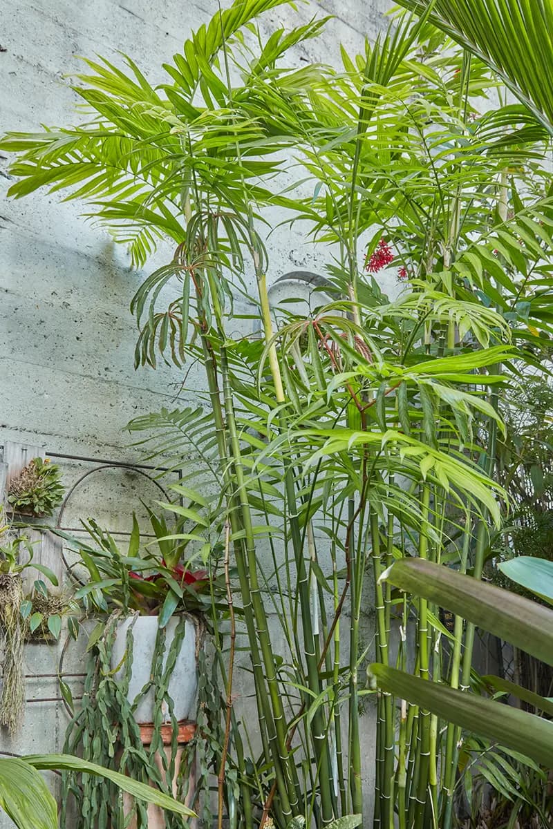 Chamaedorea costaricana in a tiny courtyard garden in SF