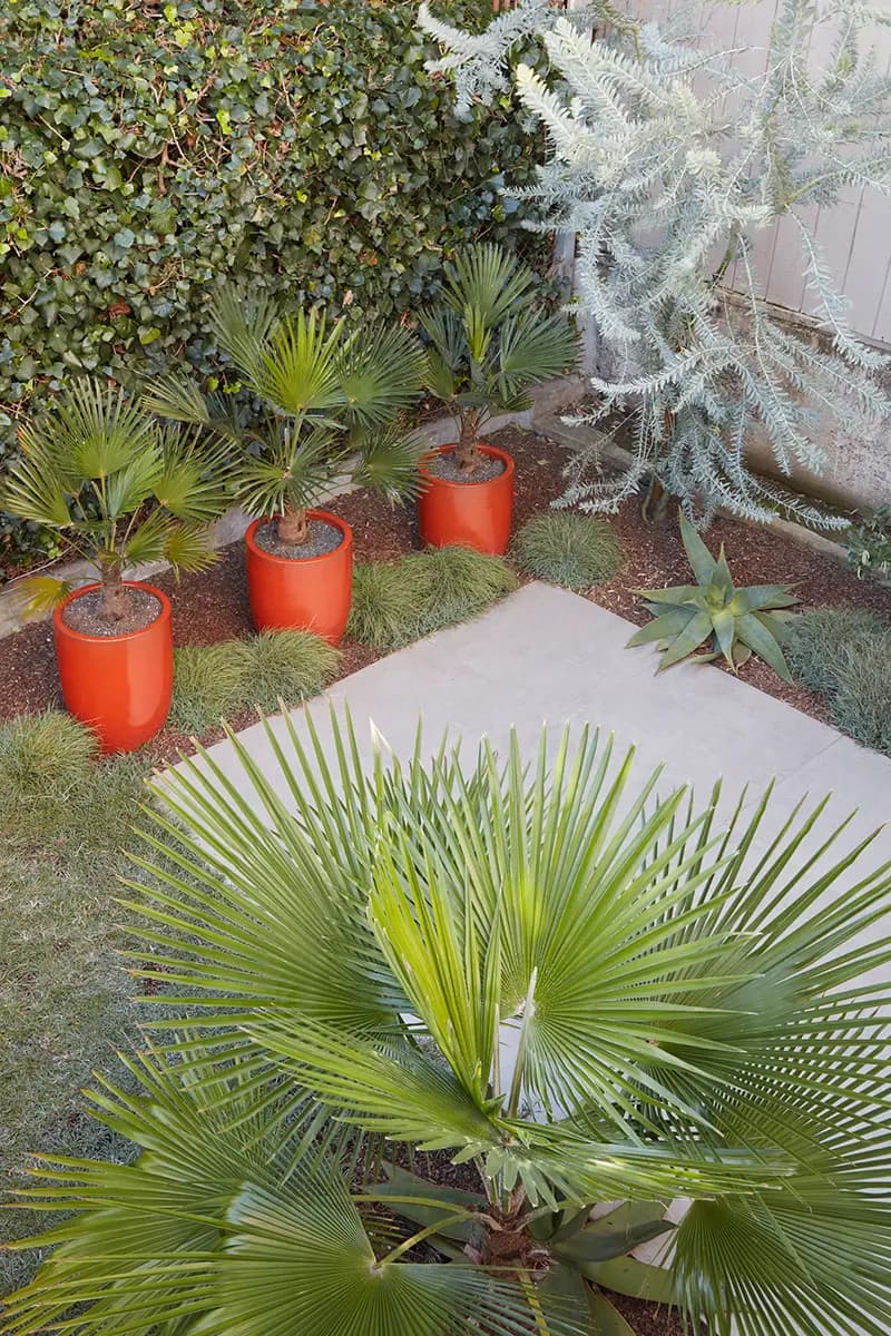 Trachycarpus wagnerianus (pots) and Trachycarpus martianus (foreground)