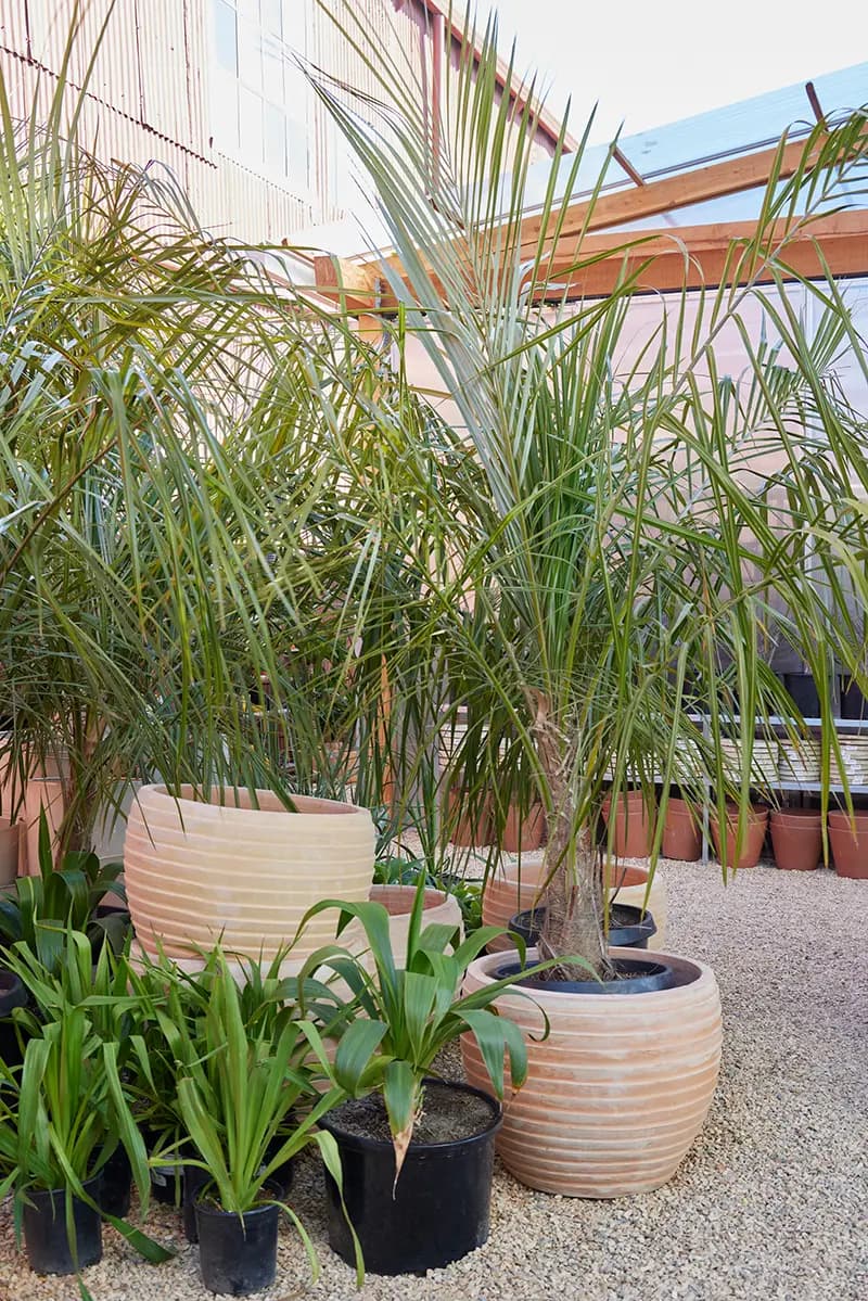 Parajubaea torallyi at Flora Grubb Gardens, our nursery in San Francisco