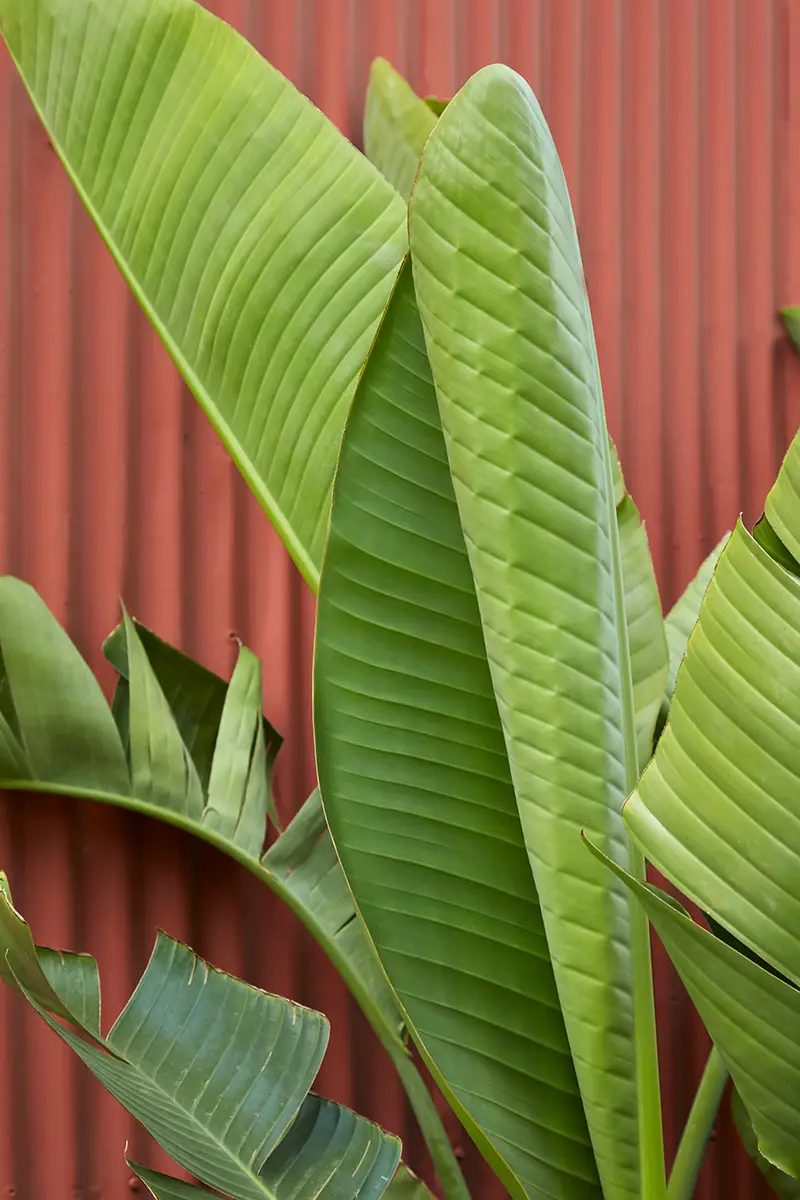 Strelitzia nicolai, la giant bird of paradise, a veces llamada banana palm
