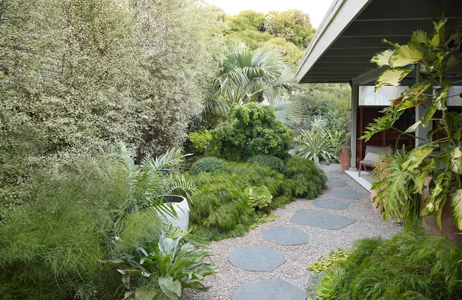 Lindos pittosporums para dar privacidad en su jardín