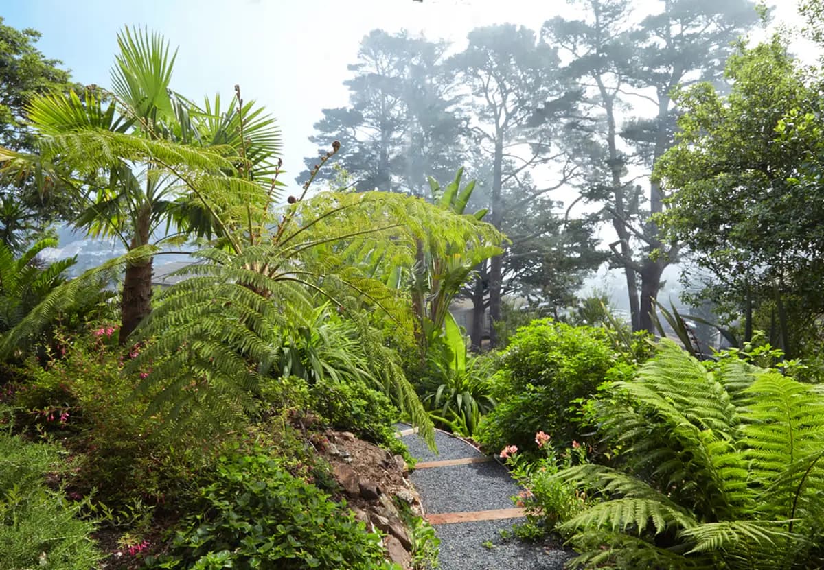 Trachycarpus latisectus (palma grande a la izquierda); Cyathea cooperi (Australian tree fern) y Dicksonia antarctica