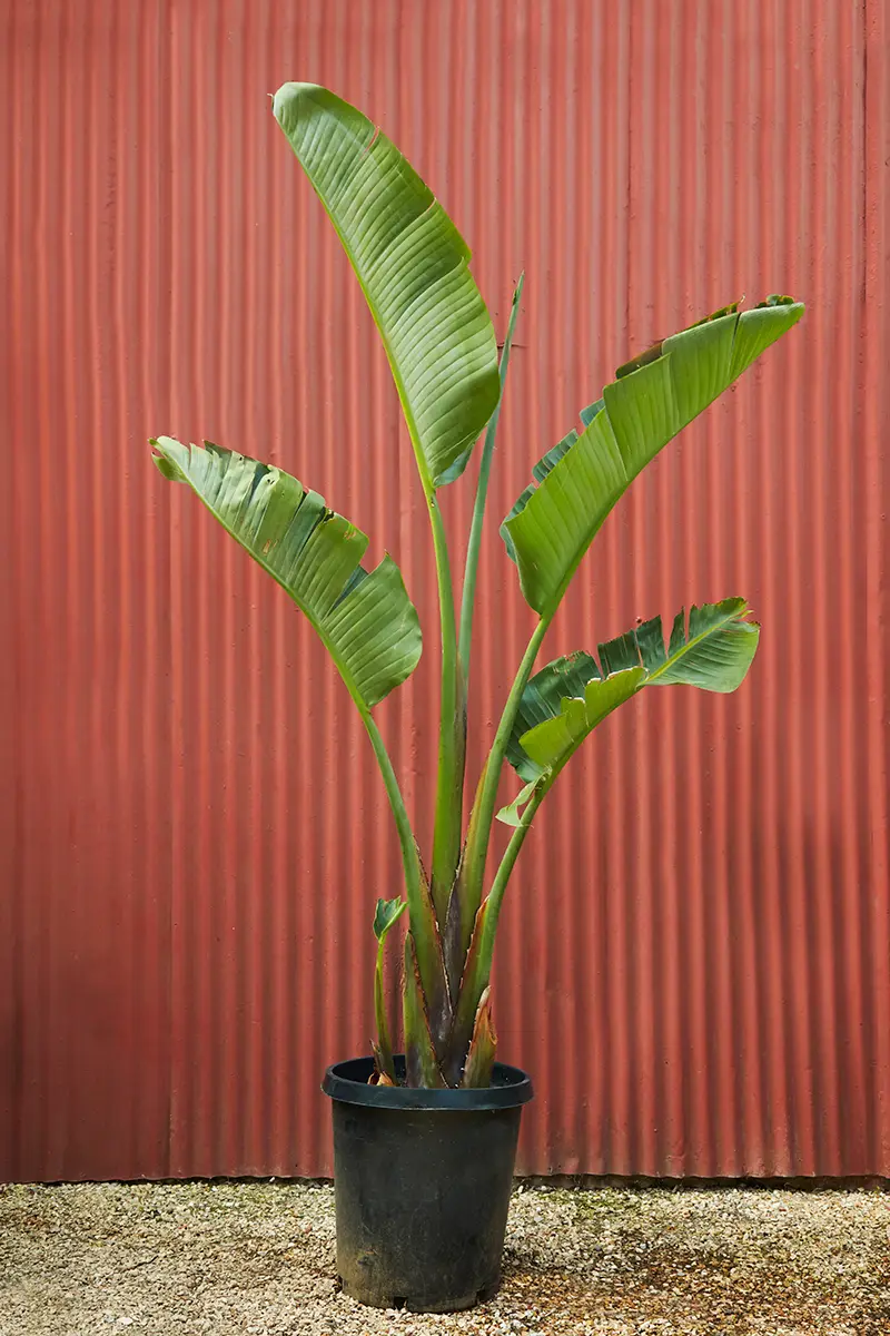 Strelitzia nicolai, la giant bird of paradise, a veces llamada banana palm