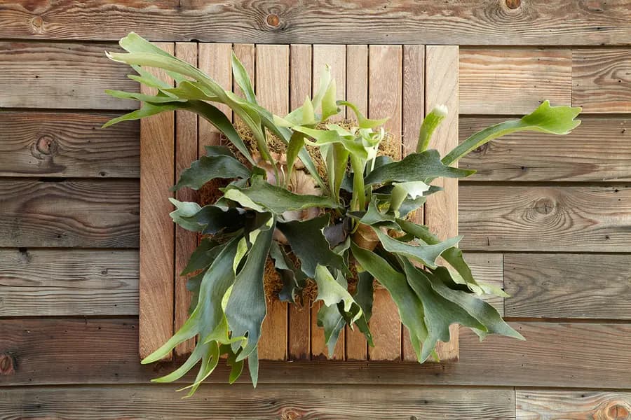 Impresionantes staghorn ferns: arte vivo para los muros del jardín