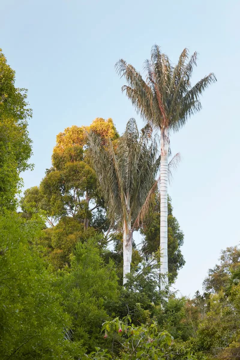 La rara Andean wax palm crece AQUÍ en SF y casi en ningún otro lugar
