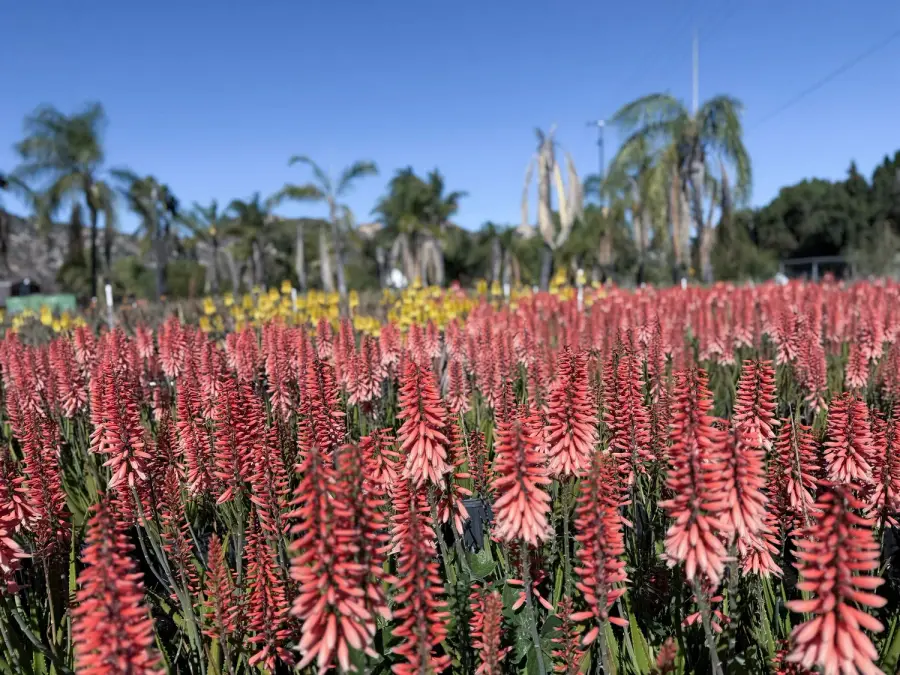 Plant Now for Autumn and Winter Color! Aloe ‘Safari Rose’