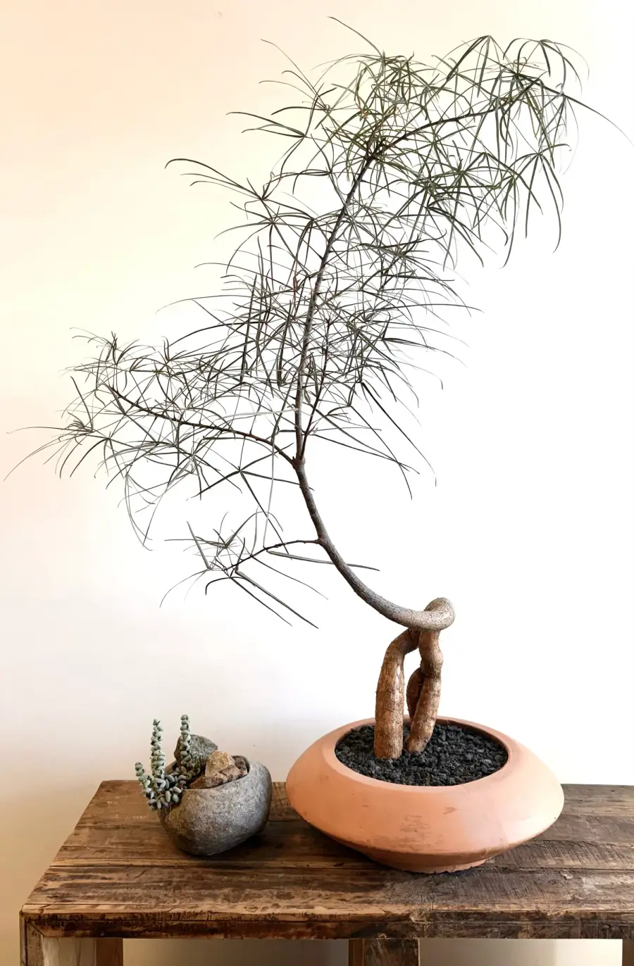 Brachychiton: la planta imprescindible del momento