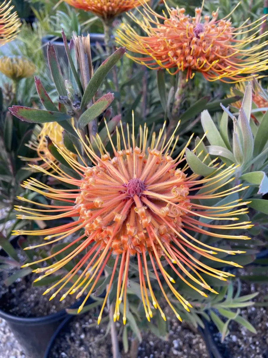 Protea and Leucospermum