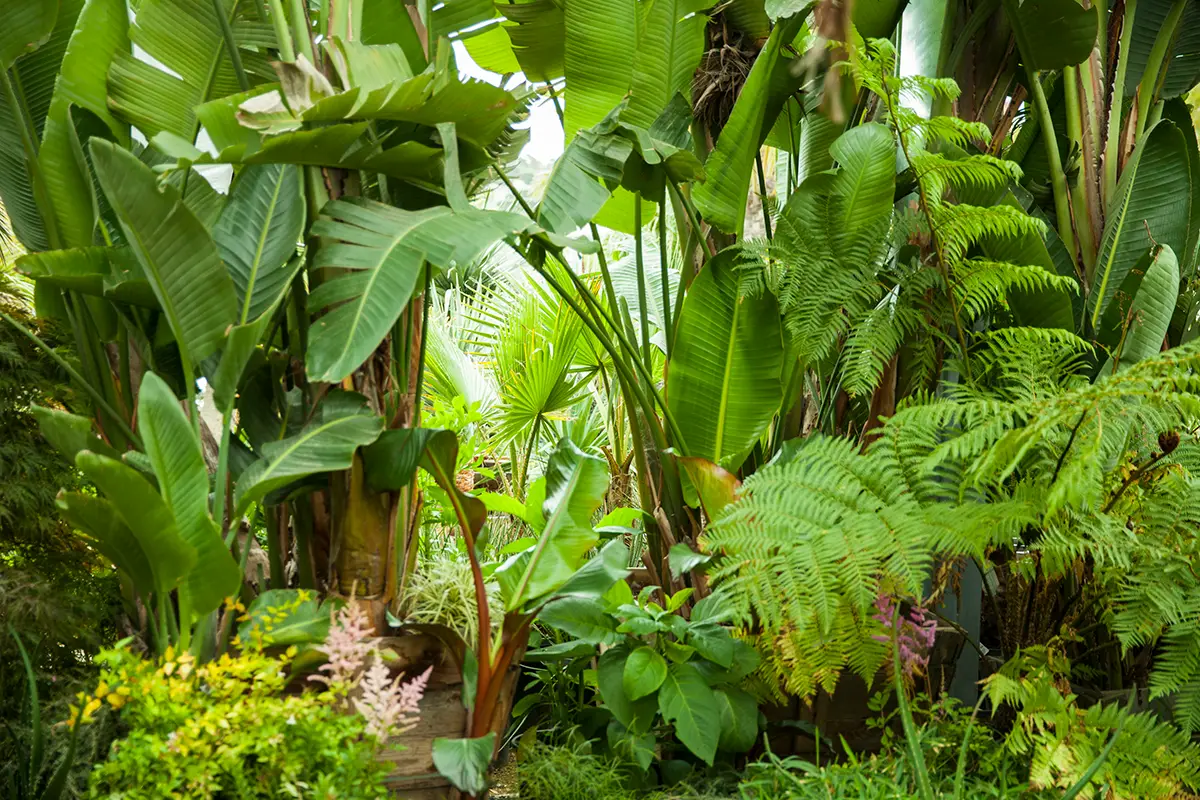 Strelitzia nicolai, la giant bird of paradise, a veces llamada banana palm