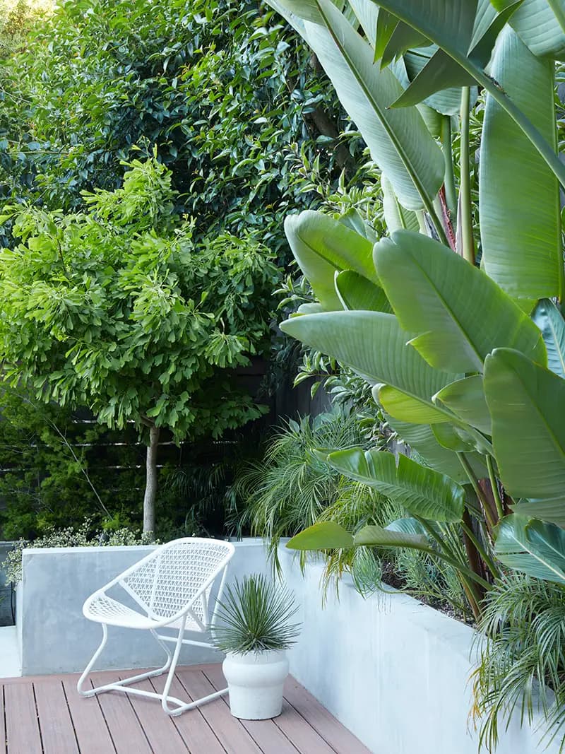 Strelitzia nicolai, la giant bird of paradise, a veces llamada banana palm