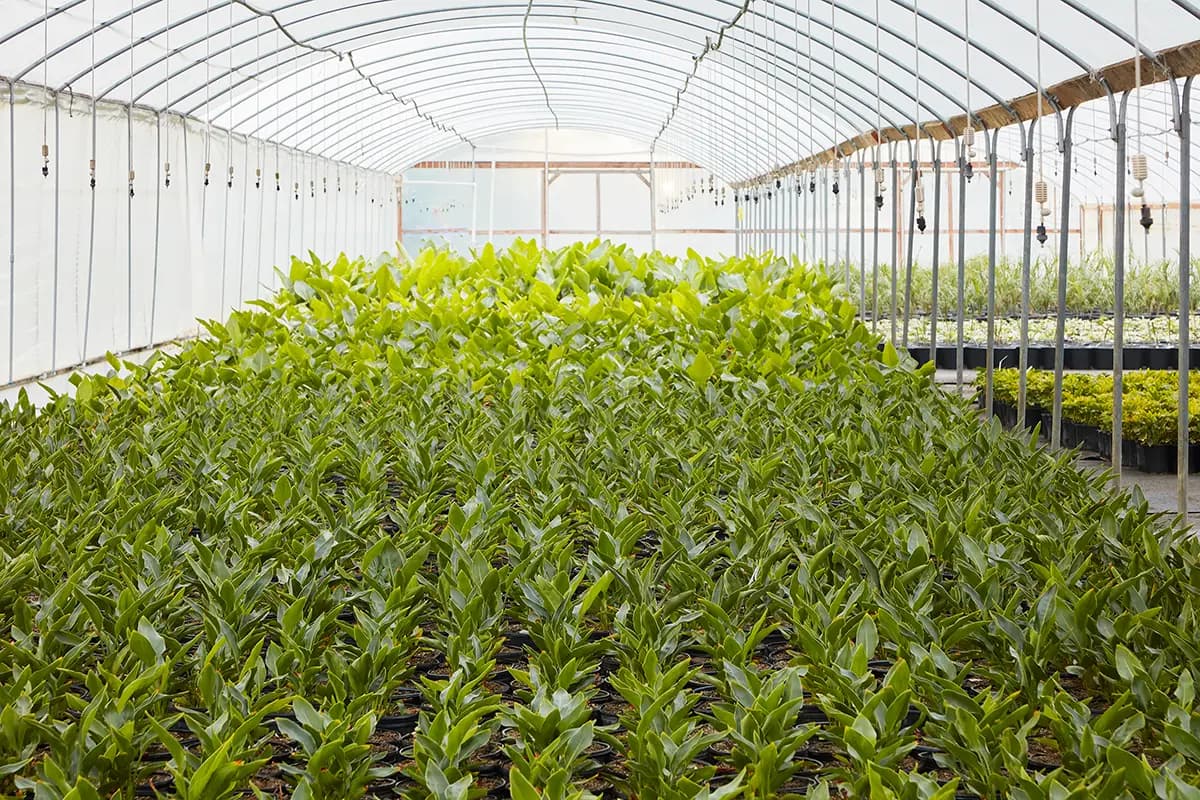 Strelitzia nicolai, la giant bird of paradise, a veces llamada banana palm