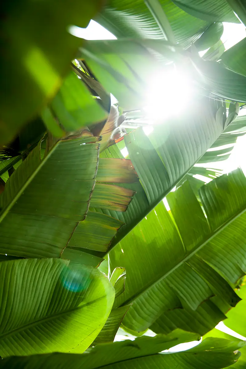 La giant bird of paradise, a veces conocida como “banana leaf plant” o “banana palm”