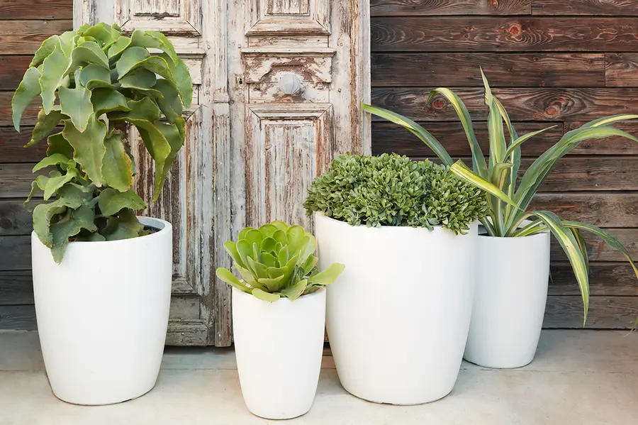 White Fibreclay Planters and Containers
