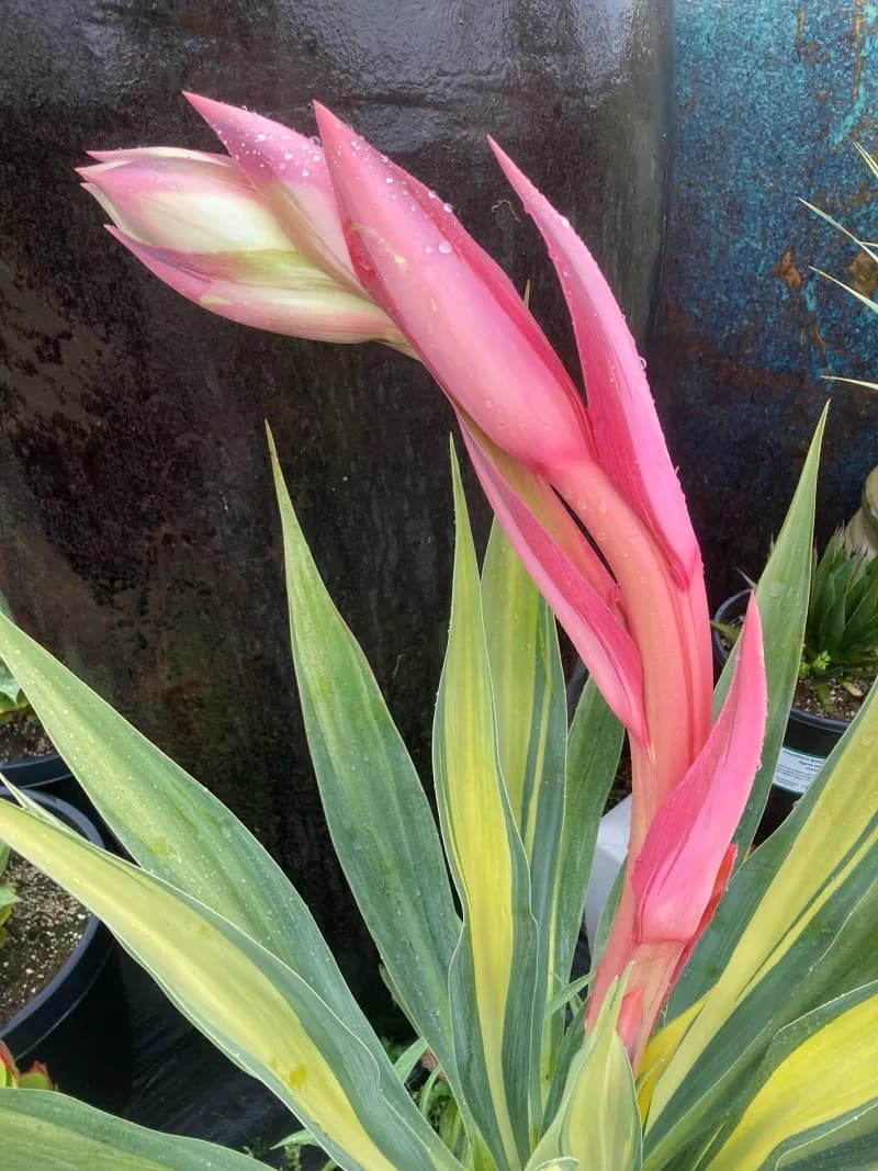 Beschorneria yuccoides ‘Flamingo Glow’