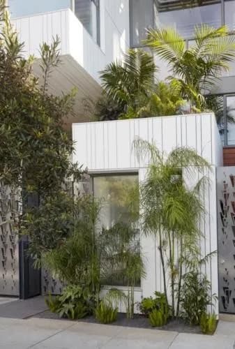 Chamaedorea plumosa in a narrow planting strip along a white wall in a San Francisco garden by Reynolds Sebastiani
