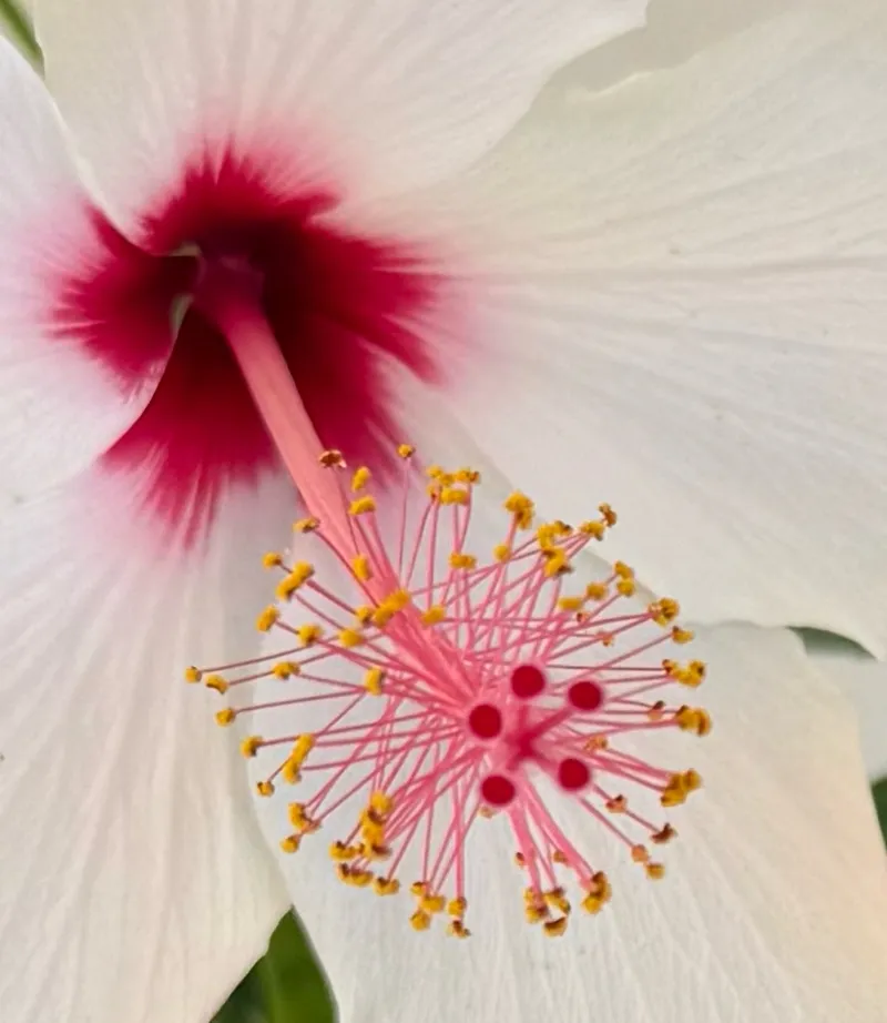 Hibiscus rosa-sinensis ‘White Wings’
